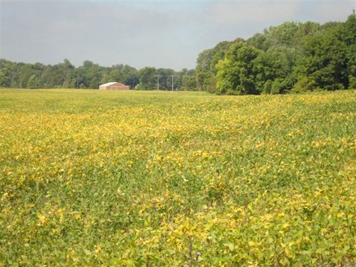 Property photo 3 - 133+/- Acres Offered in 4 Tracts - Farmland, Hunting & Recreation or Future Building Sites
